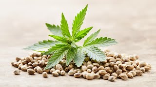 Top 10 Interesting Cannabis Seeds Facts
