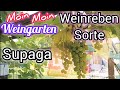 Weinrebe Supaga