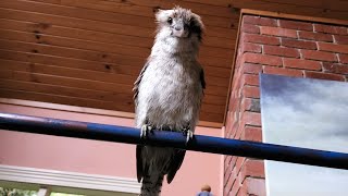 Wet kookaburra on my pull up bar!
And ducklings who are growing up fast!
Subscribe for weekly Aussie bird videos! 🦜
If you would like to support Australian wildlife and the production of future videos you can buy me a $1 coffee here: www.buymeacoffee.com/bboa
50% of the funds will be donated to various wildlife charities and the other 50% will go towards production costs of future videos allowing me to create higher quality videos showcasing a wider range of Australian animals.
Weve donated $100 to Wildlife Victoria, $100 to North Queensland Wildlife, $200 to rare genetic diseases + $728 donated from our amazing fans.
Please check with your local wildlife experts before offering any food to the native wildlife in your area. What I offer these birds is an occasional treat and only a tiny portion of their overall diet.
More information can be found at these resources:
https://www.brisbanebirdvet.com.au/wp-content/uploads/Good-Practice-when-Feeding-Wild-Birds.pdf
https://www.wombaroo.com.au/wp-content/uploads/2020/12/Wombaroo-Bird-Booklet.pdf
Backyard Birds of Australia Cute Birb Videos Wet kookaburra on my pull up bar!