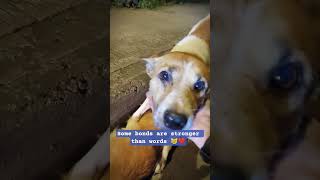 😿 Dog Crying Beside Its Lifeless Friend… Heartbreaking Loyalty 💔 #Shorts