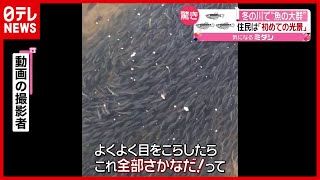 ぜんぶ魚！？「初めての光景」冬の川に大群　茨城（2021年2月10日放送「news every.」より）