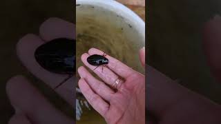 Great Diving Beetle Close View (Dytiscus marginalis)