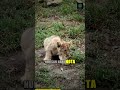 The Evolutionary Glitch Behind Superstitions #shorts #psychologyfacts #superstitions #brainsecrets