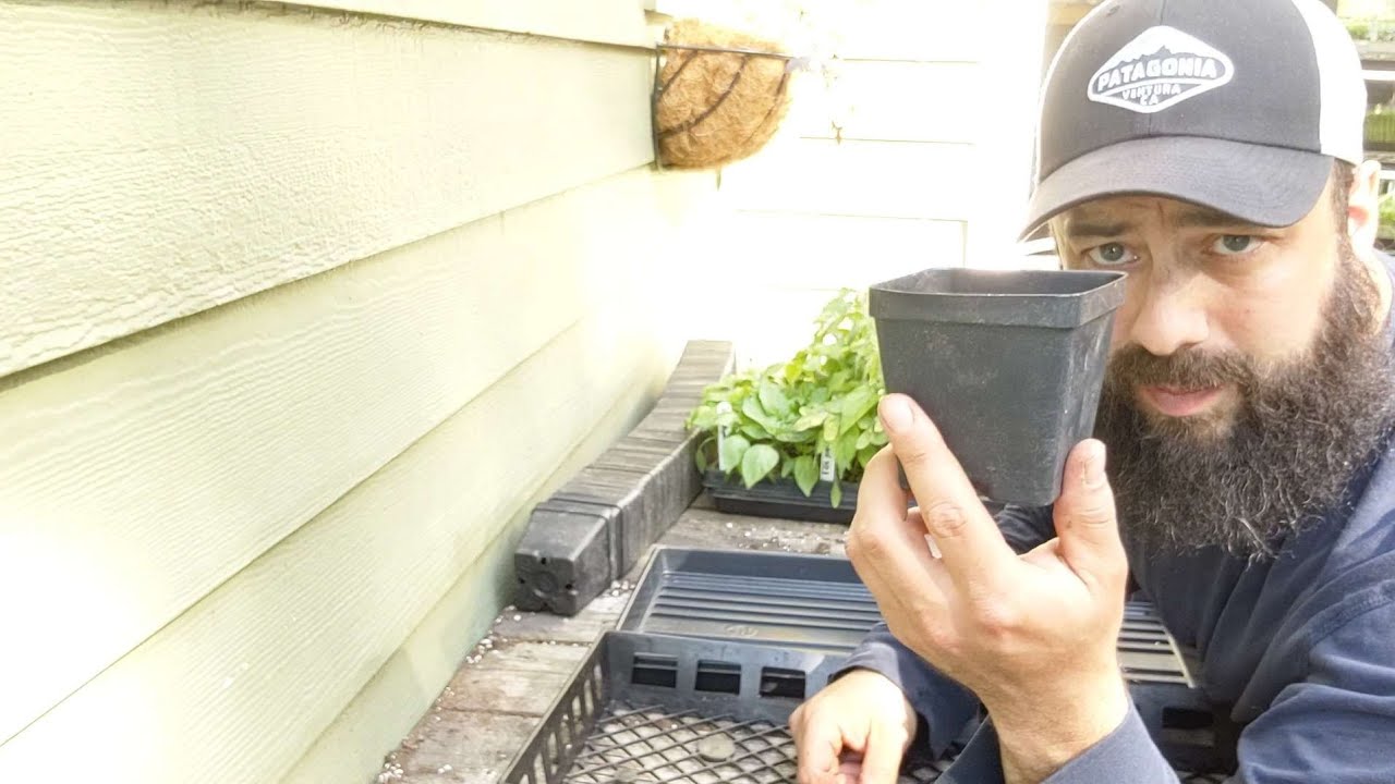 Potting Up Tomatoes and Peppers