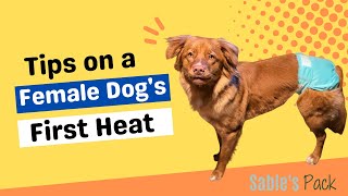 Female Dog in Heat - Tips to Survive the First Heat Cycle - Toller Edition by A Duck Toller Named Sable 1,677 views 2 years ago 7 minutes, 3 seconds