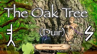 Oak Tree. Folklore, mythology and symbolism of the oak tree (Duir)