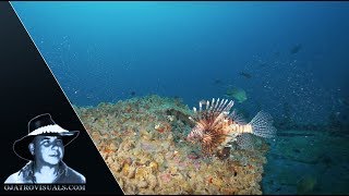 Lionfish Invasion In Florida 01 Footage