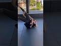 Bjj masterclass #usa #bjj