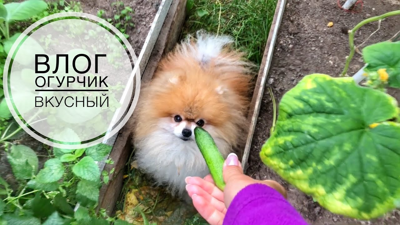 ВЫРАСТИЛИ ВКУСНЫЕ ОГУРЧИКИ | VLOG