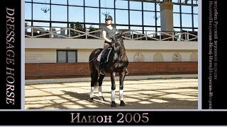 Илион 2005 турнирный конь русской верховой породы презентация для продажи