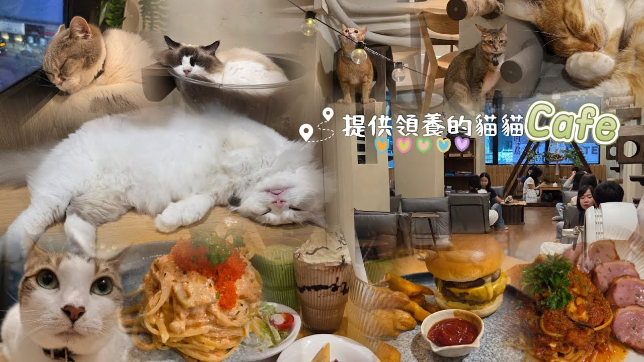 愛心貓Cafe店🐱提供貓貓領養❤️【香港地】