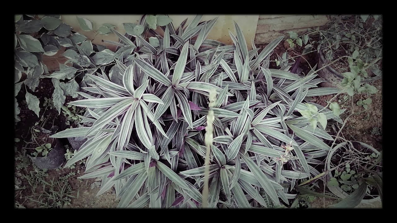 peeing to beautiful plants🌱🥀Yellow pee 💦 Bad unhealthy pee 😣 sick