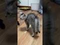 ママにやんのかする子猫カイカイ😹#こねこ # #保護猫 #やんのかステップ