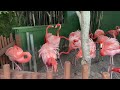 Mean Flamingos at Sea World Orlando