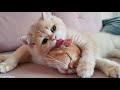 Kitten Simba Disturbing Rosie's sleep 😄
