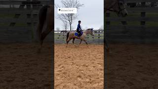 Put your requests in the comments! #horse #fyp #viral #pony #riding #flatwork #jumping #polework