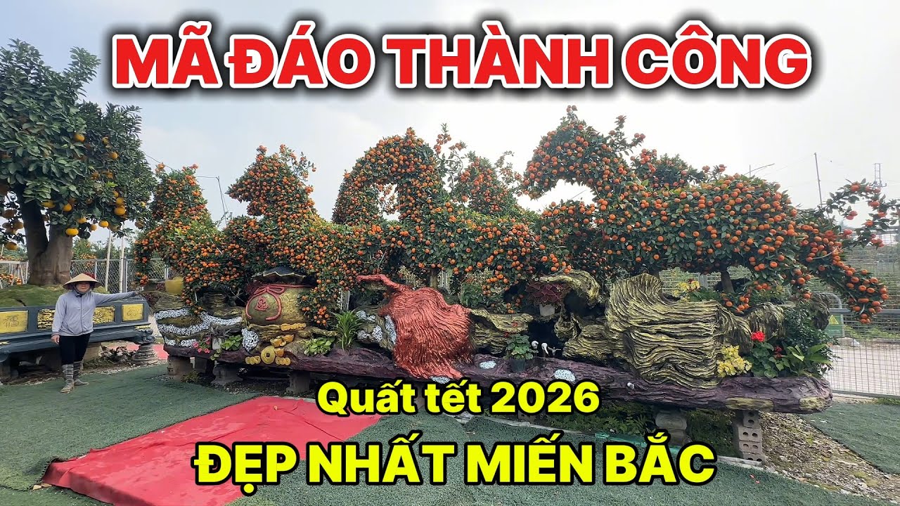Quất tết 2026 GIÁNG NGỰA ĐẸP NHẤT MIỀN BẮC khách chốt đơn trong nốt nhạc
