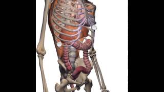 ZYGOTE 3D ANATOMY ATLAS & DISSECTION LAB APP-- Intro