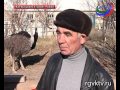 Семья из Карабудахкентского района планирует создать ферму по разведению страусов