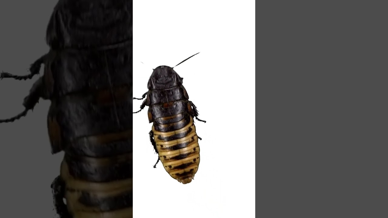 cockroach for Cat #cockroach  #Cat #catgames #cattv #videoforcats #cattoys