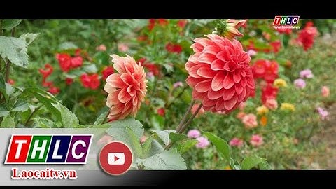 Hoa Thược dược khoe sắc| THLC