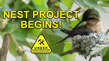 We Found a Mother Hummingbird Building Her Nest!