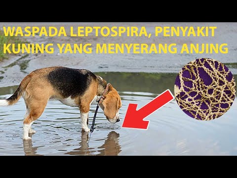 Video: Leptospirosis Pada Anjing: Gejala, Punca, Dan Vaksin Lepto Untuk Anjing