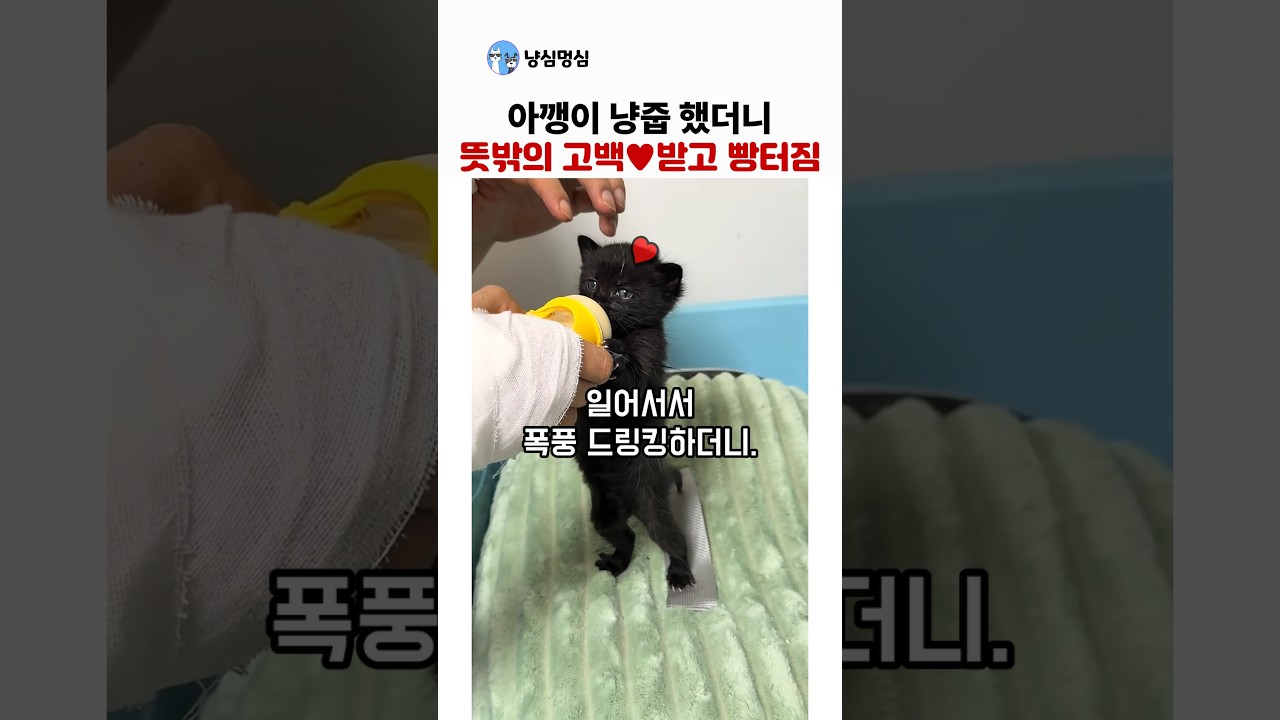 아깽이 냥줍했더니.. 뜻밖의 고백받고 빵터진 집사들