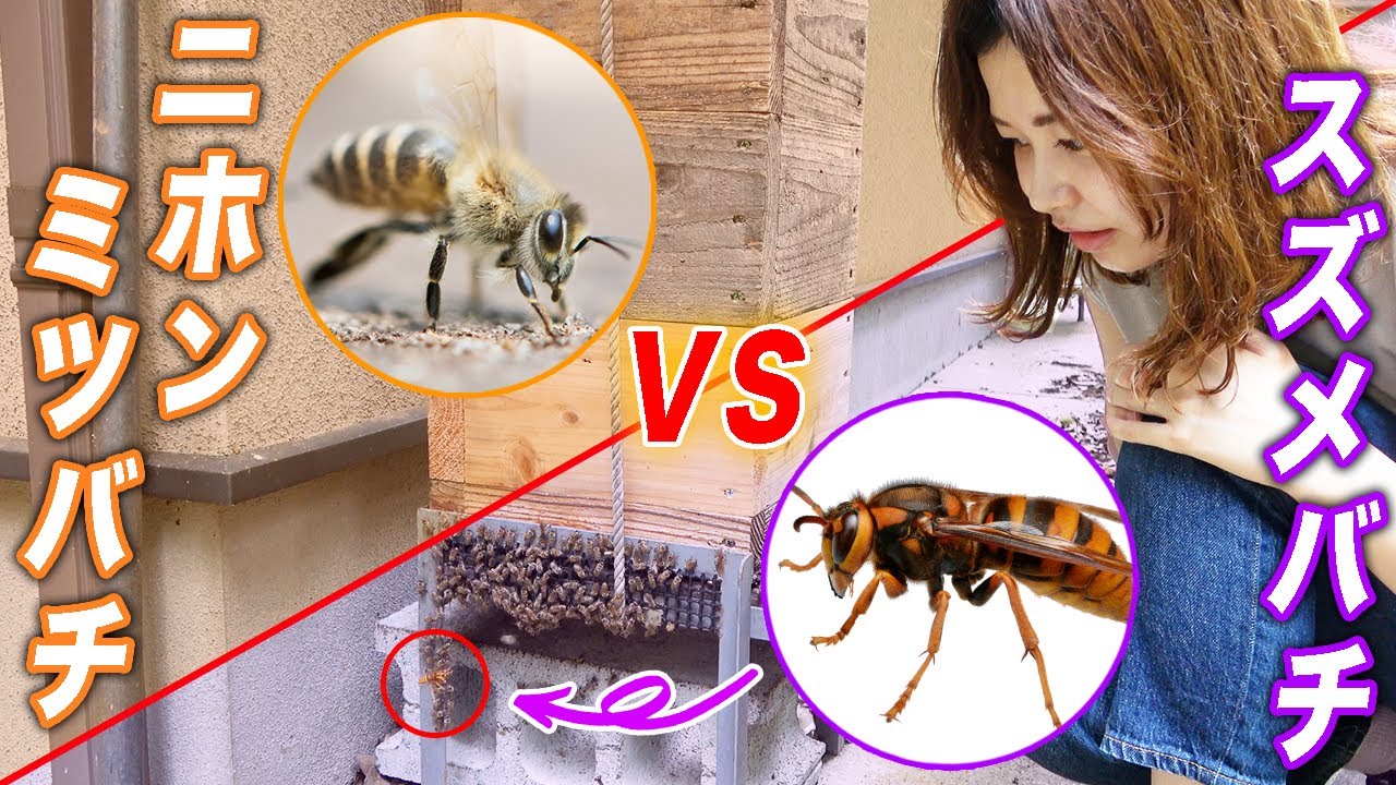ミツバチを襲うキイロスズメバチとオオスズメバチの対策方法 ミツバチを襲うキイロスズメバチとオオスズメバチの対策方法