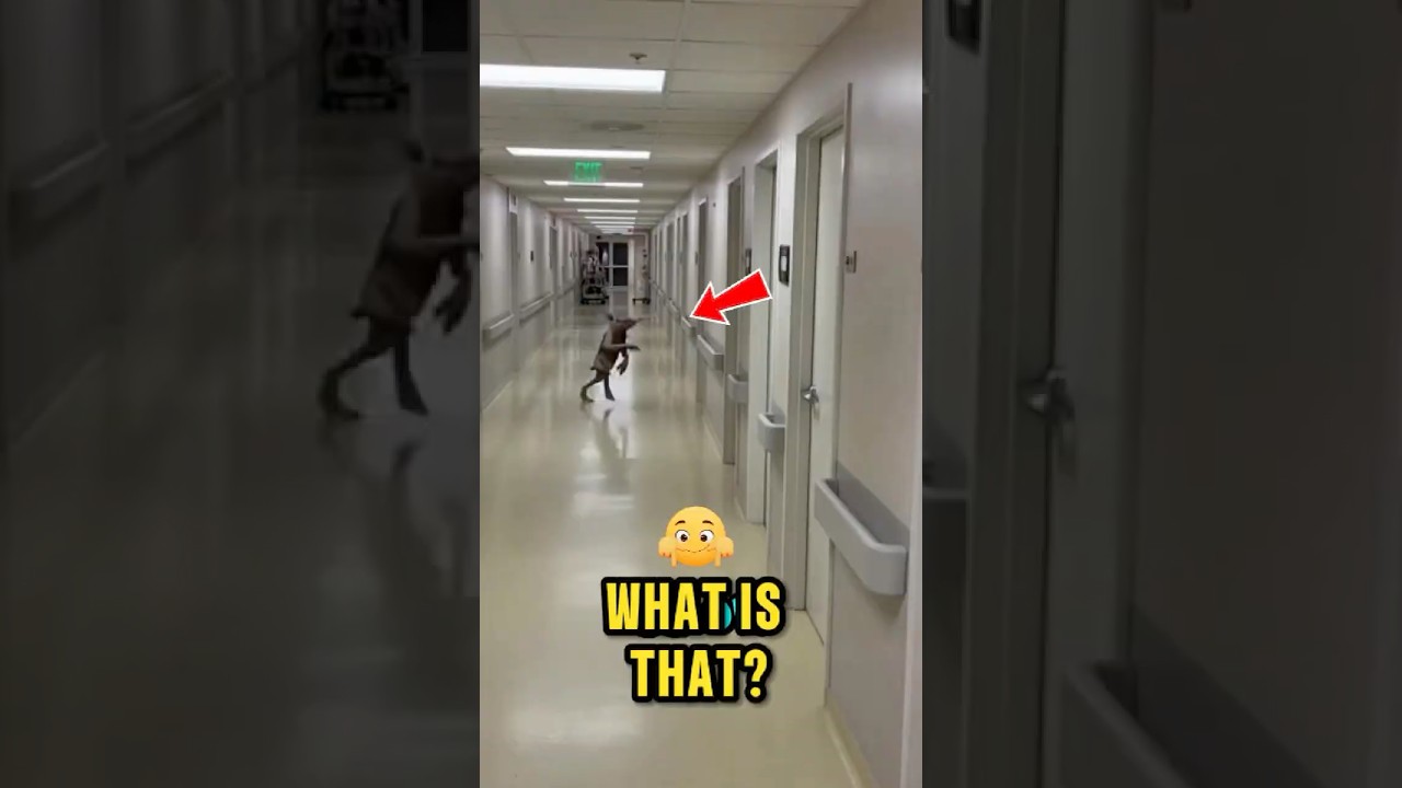 Wait For Lufi39s Thug Life Moment Nrfm Comedy Trending Shortsfeed Funny Nrfmvlogs Nrfmvlog - YouTube Auto PHP Script