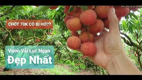 VƯỜN VẢI THANH HÀ ĐẸP NHẤT LỤC NGẠN MÙA 2024 I NÚI ĐỒI LỤC NGẠN