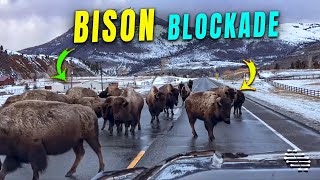 Bison Blocking a Roadway