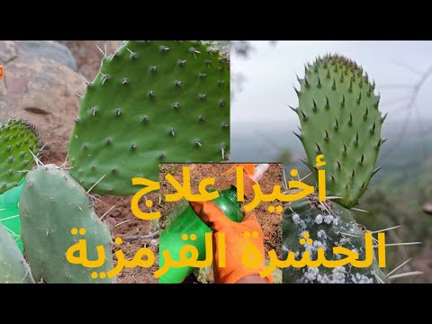 الحل النهائي للحشرة القرمزية دواء طبيعي لإحياء الصبار