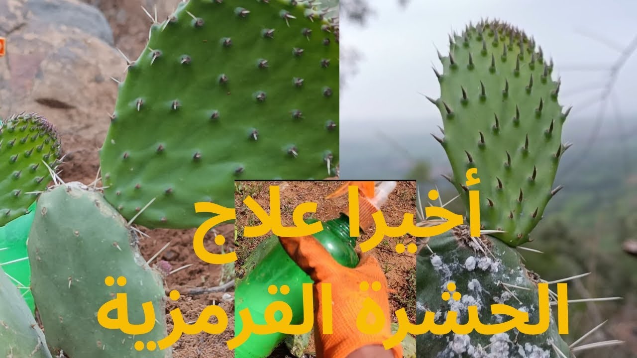 الحل النهائي للحشرة القرمزية، دواء طبيعي لإحياء الصبار