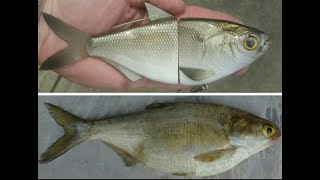Gizzard Shad Swimbait - Overview and Underwater Footage 