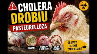Episode 1982 CHICKEN DISEASES PASTEURELLOSIS FOWL CHOLERA, CAUSES, SYMPTOMS, TREATMENT!