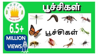 பூச்சிகளின் பெயர்கள் |Learn  Tamil Bugs and Insects Name for Kids