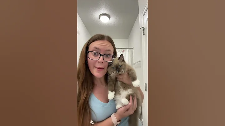 Video 7790551: kitten ragdollkittens, ragdollkittens cute, kitten meets, cutest kitten