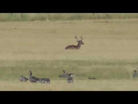 Albino or Leucistic Deer seen Snettisham Norfolk UK 6 Aug 2026 525p