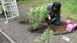 Butterfly bushes, Limelight Hydrangea and Clematis get added to cut flower garden border