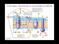 Nitrogen Assimilation:  N2, Nitrate, Ammonia and Symbiosis.
