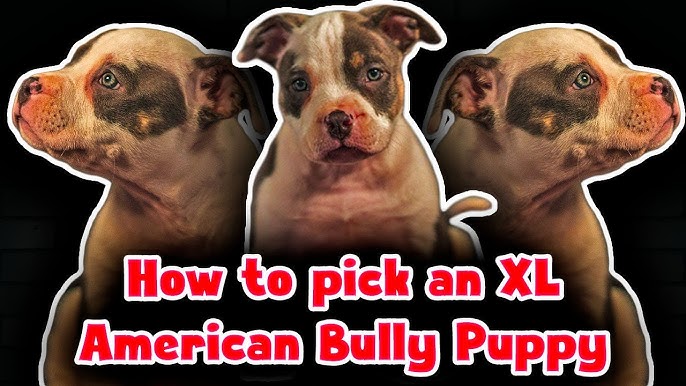 Everything you need to know about the XL Bully – Fenrir Canine Leaders