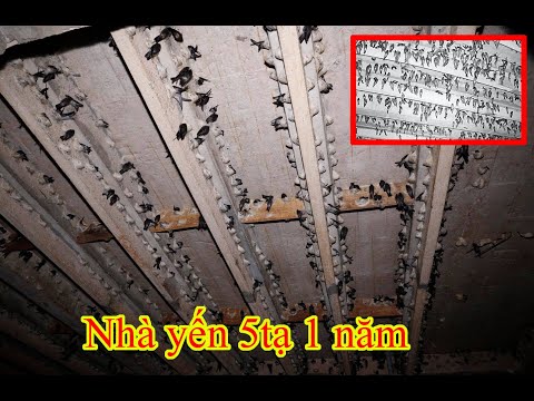 Video Nhà yến thành công _ 500kg tổ một năm - youtube