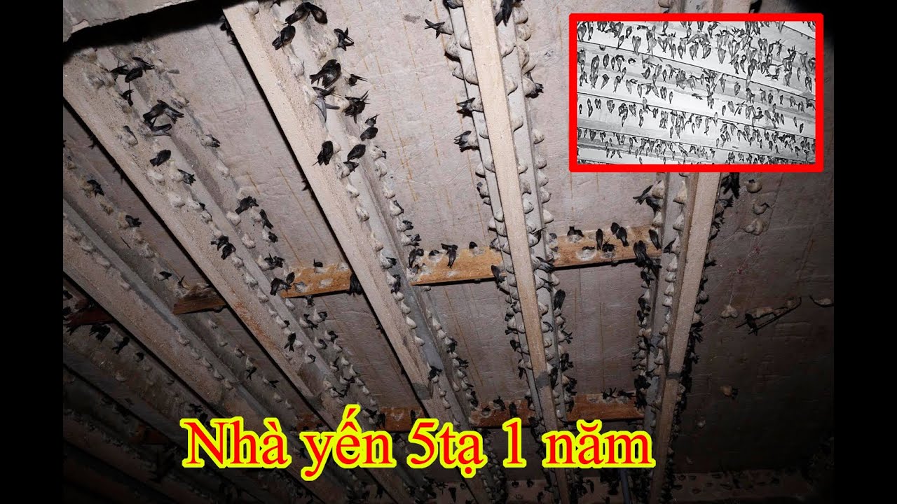 Nhà yến thành công _ 500kg tổ một năm