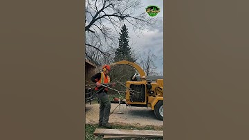 Collab of Tree Removals  #treecare