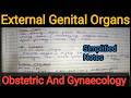 Notes Of External Genital Organ in Obstetric And Gynaecology in Hindi./ Bsc Nursing/Gnm.