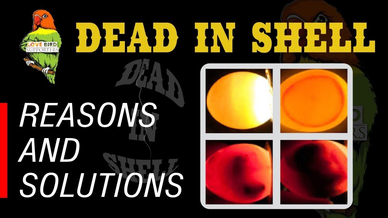Dead In Shell | Lovebirds | Problems & Solutions