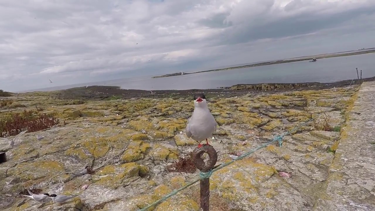 Arctic Tern - Inner Farne 