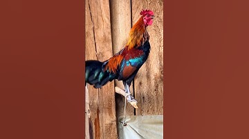 #shorts 😱😱 Tiếng gà rừng gáy chuẩn 2025 #garung #chicken #chuongga