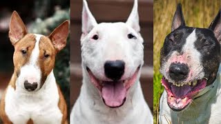 Bull terrier | Funny and Cute dog compilation in 2022.
